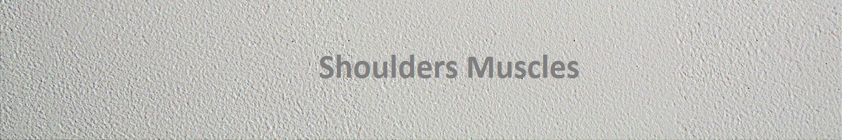 Shoulder Muscles